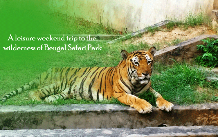 A leisure weekend trip to the wilderness of Bengal Safari Park